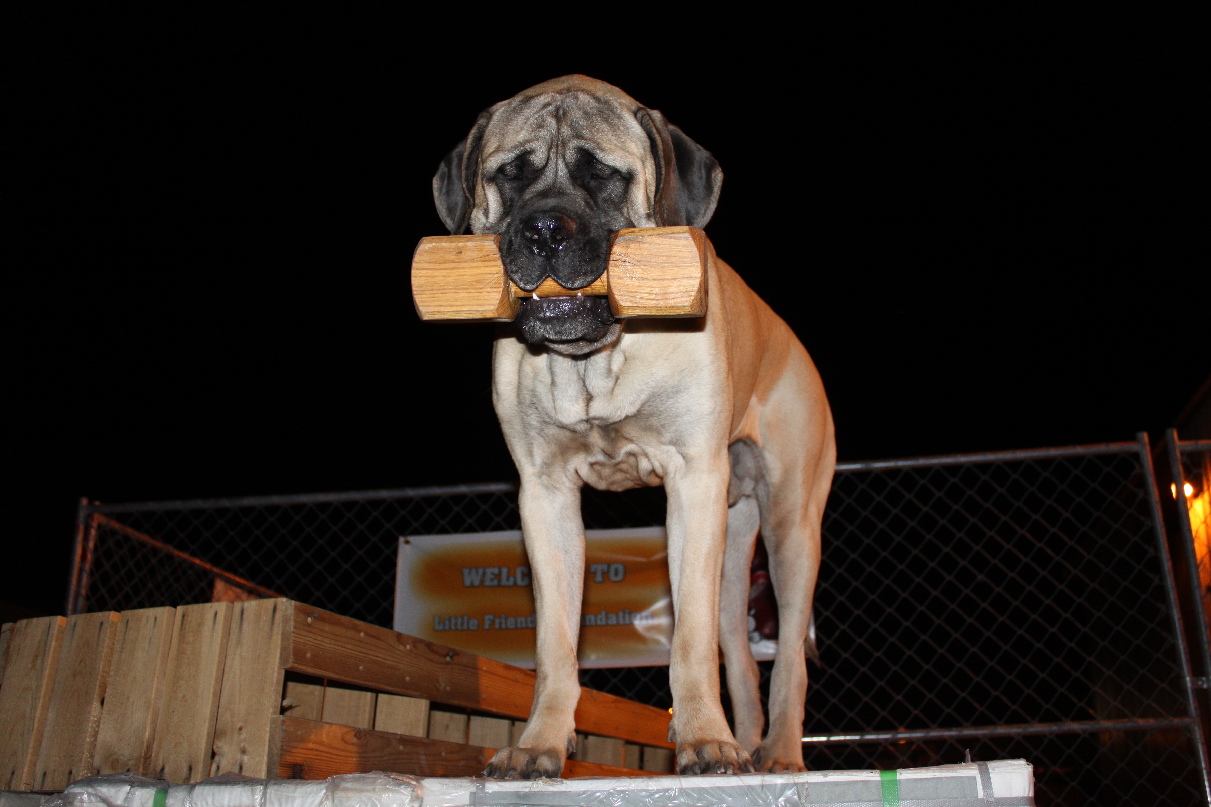 dannys dogs las vegas dog training