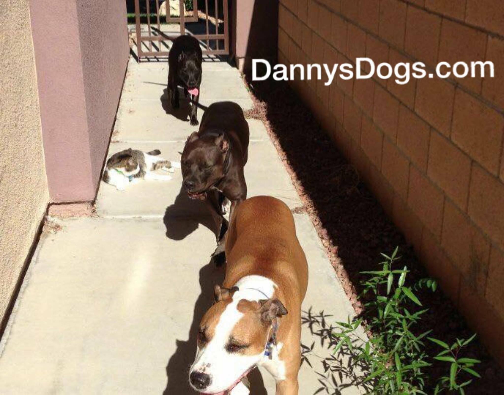 dannys dogs las vegas dog training