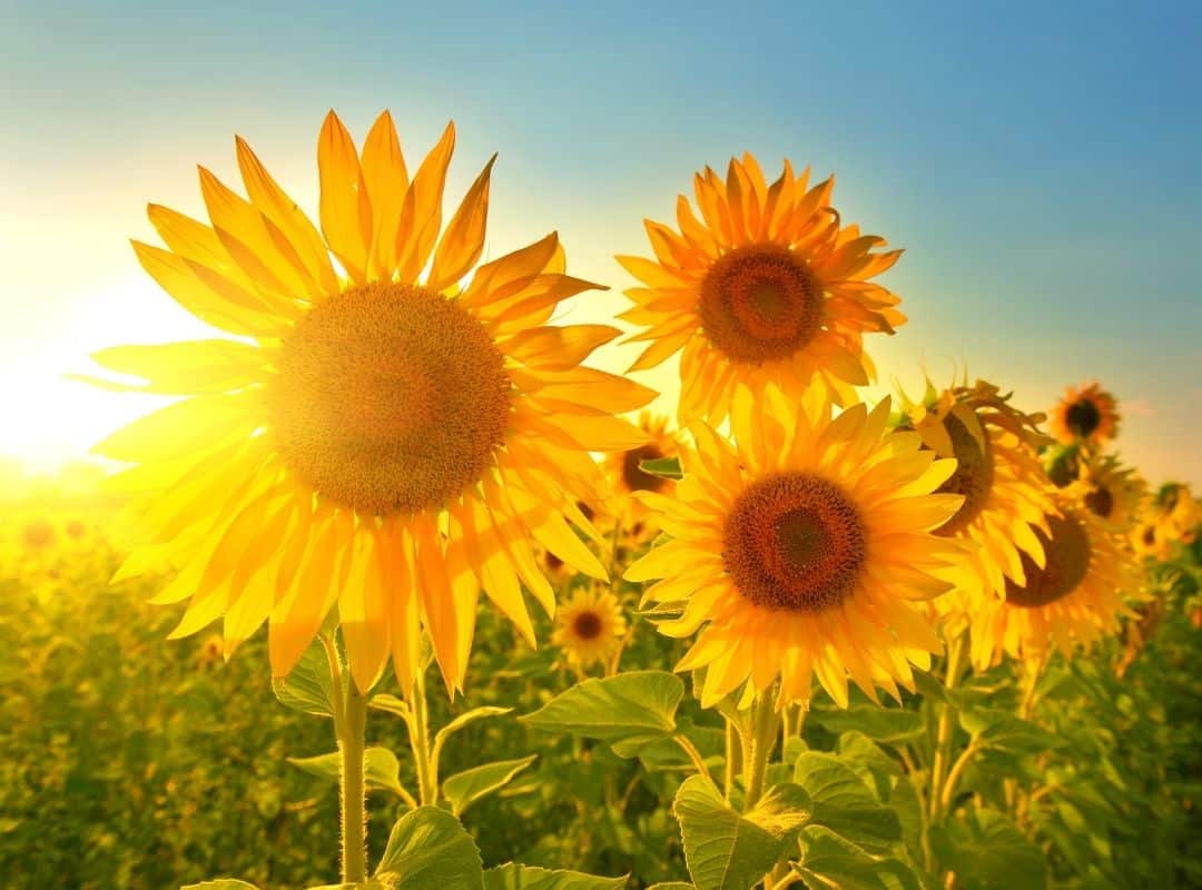 Organic Sunflower Lecithin Benefits Danodan Hempworks
