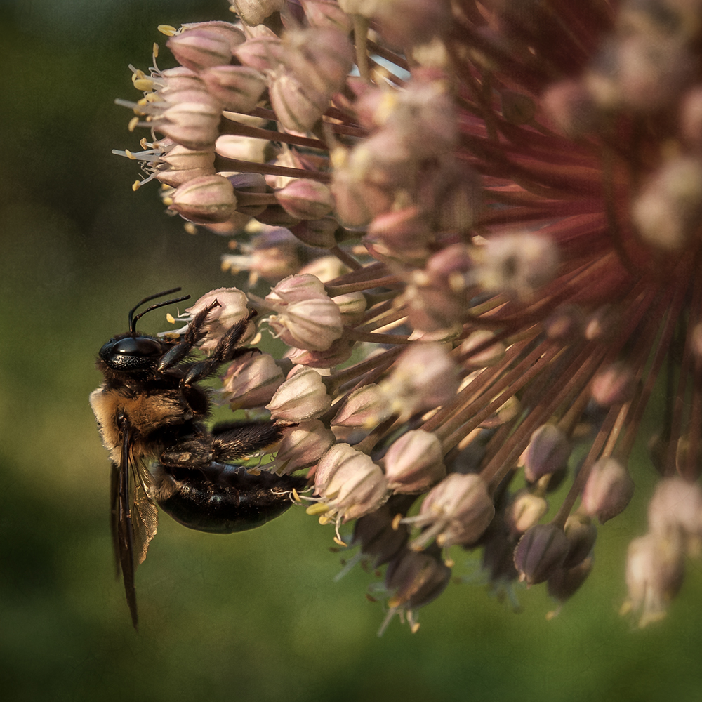 Bee on Garlic Dan Routh Photography