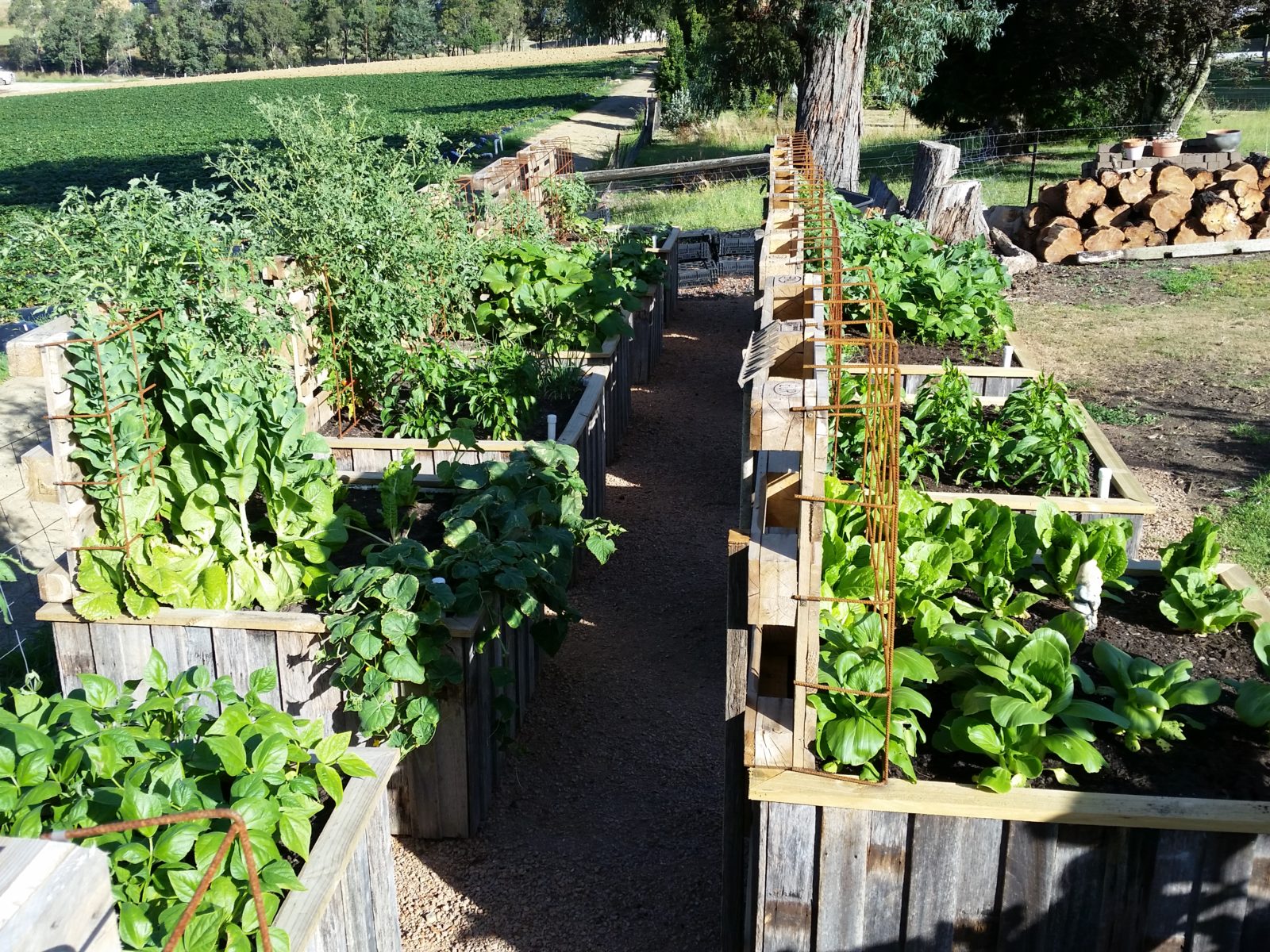 Hardwood Cladded Apple Bin Dan the Veggie Bin Man