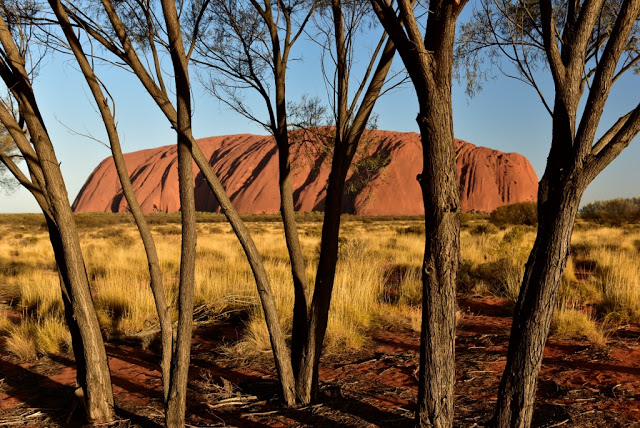 aust_408-from-trees