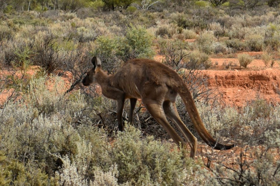 _aus8959-sa