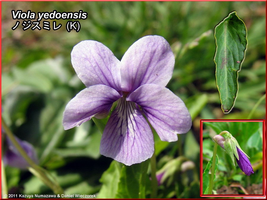 Digital Photographs of Japanese Violets