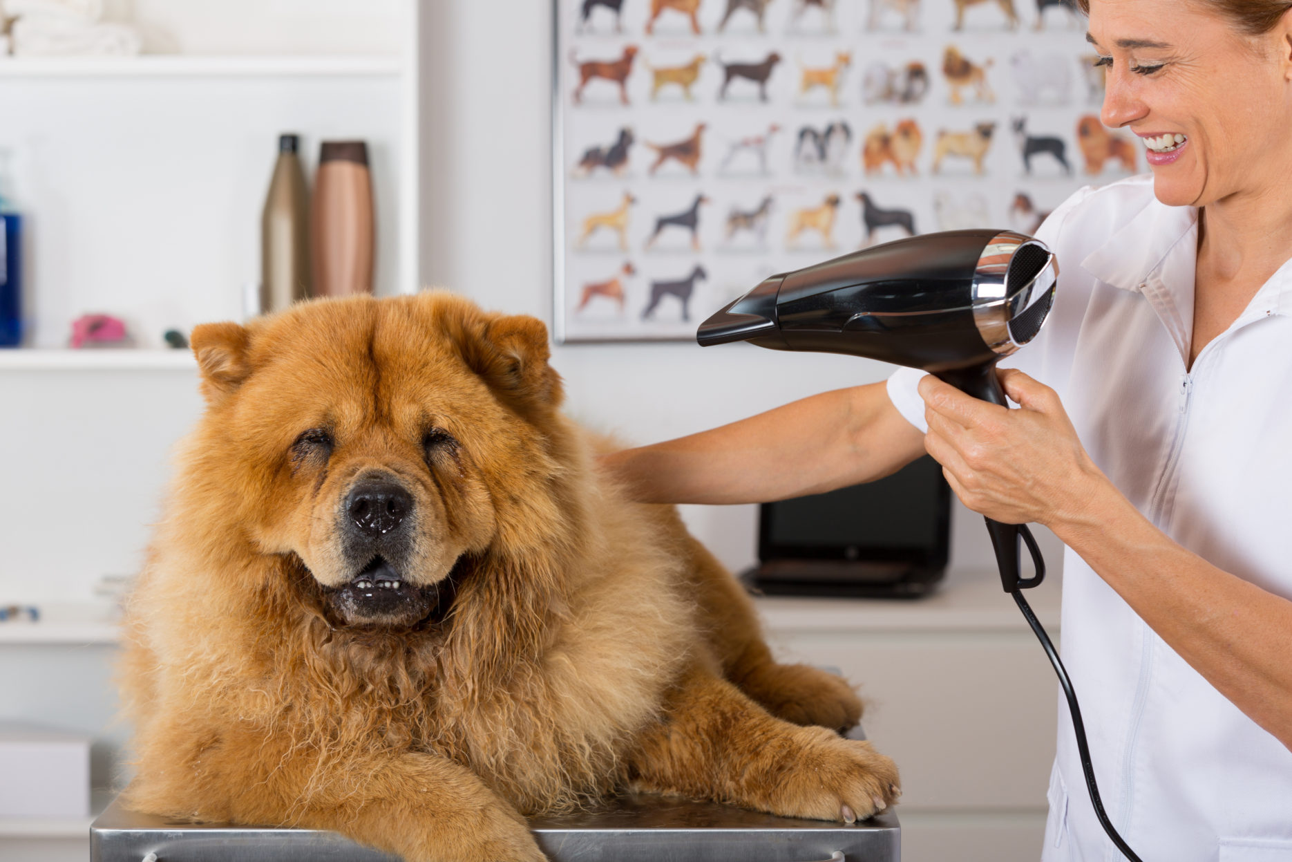 What Has Caused China's Booming Pet Economy? Dao Insights