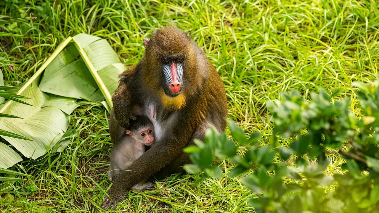 Disney's Animal Kingdom Celebrates Birth of Baby Mandrill