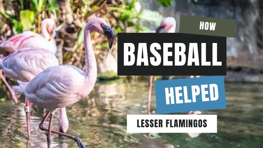 Here is How Baseball Helped Lesser Flamingos at Disney's Animal Kingdom