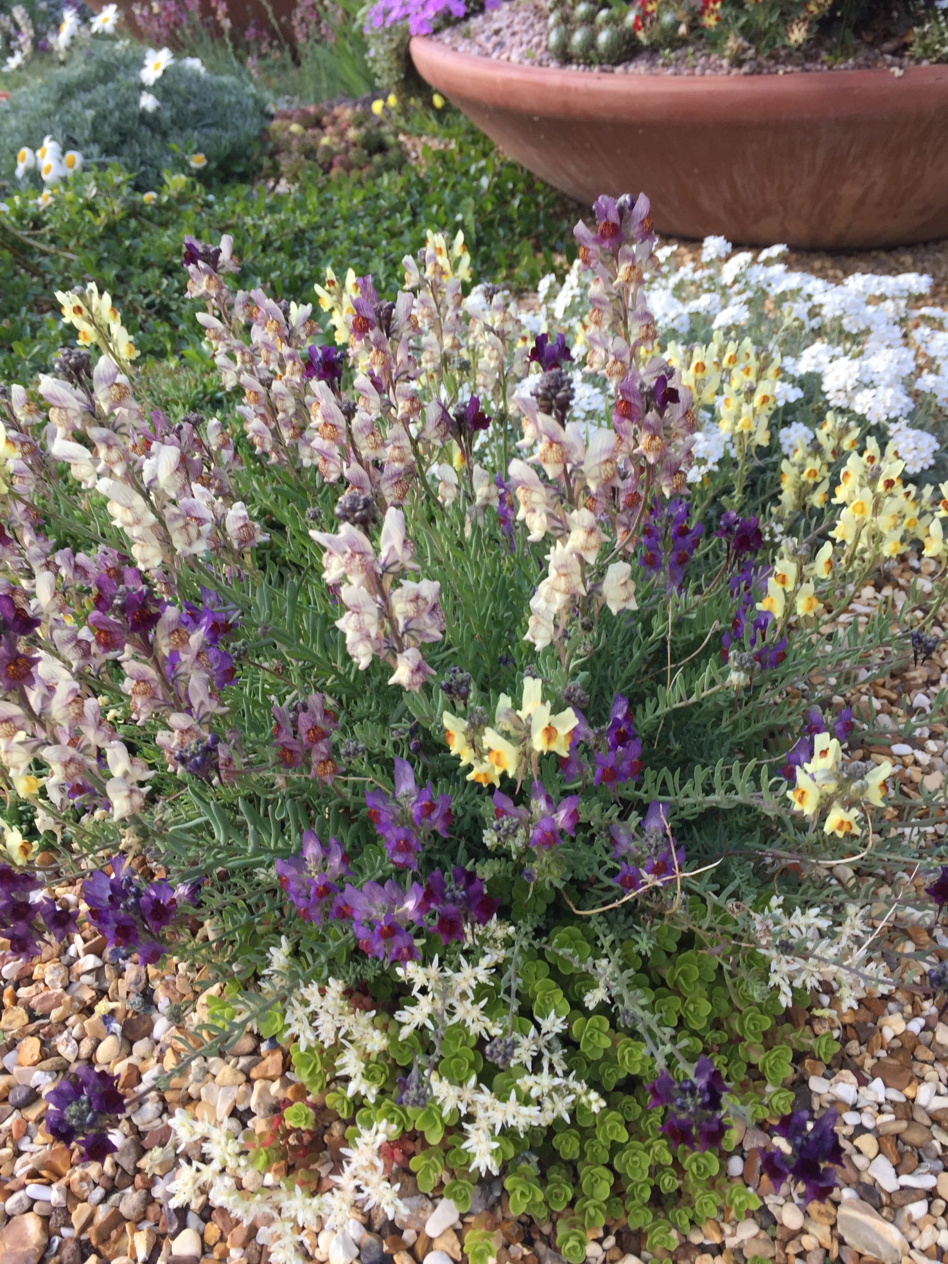 Linaria aeruginea Neon Lights D'arcy and Everest