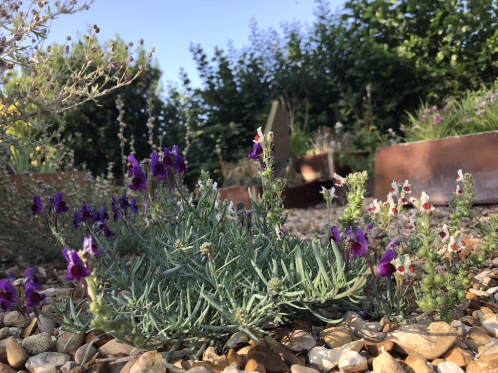 Linaria aeruginea Neon Lights D'arcy and Everest