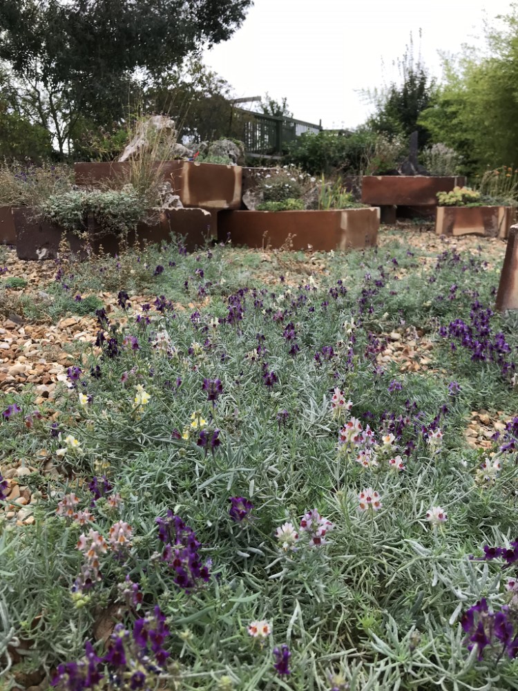 Linaria aeruginea Neon Lights D'arcy and Everest