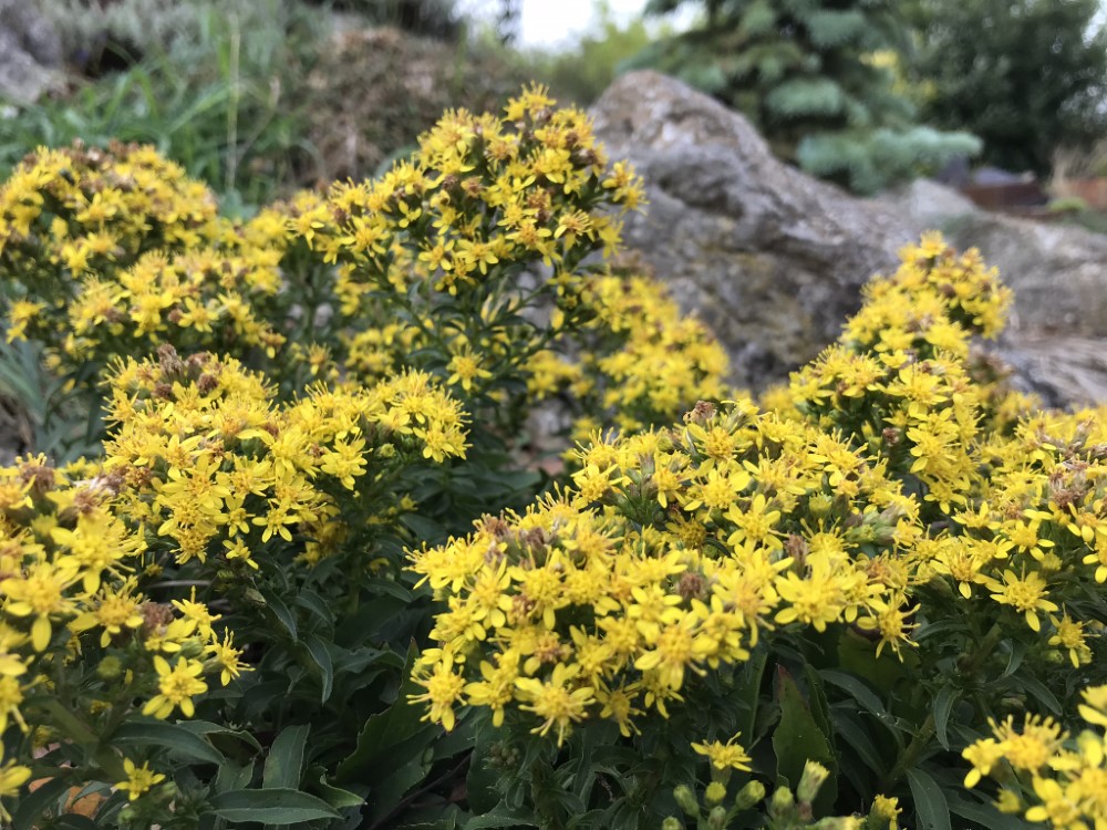 Solidago minutissima subsp. minuta D'arcy and Everest