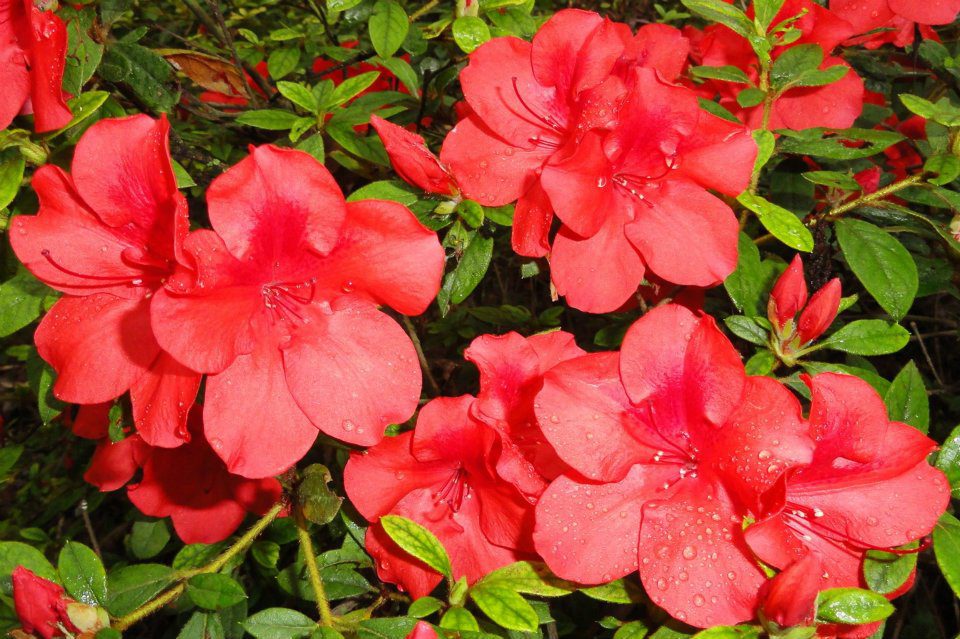 Add Color to Your Landscape Azaleas N.C. Cooperative Extension