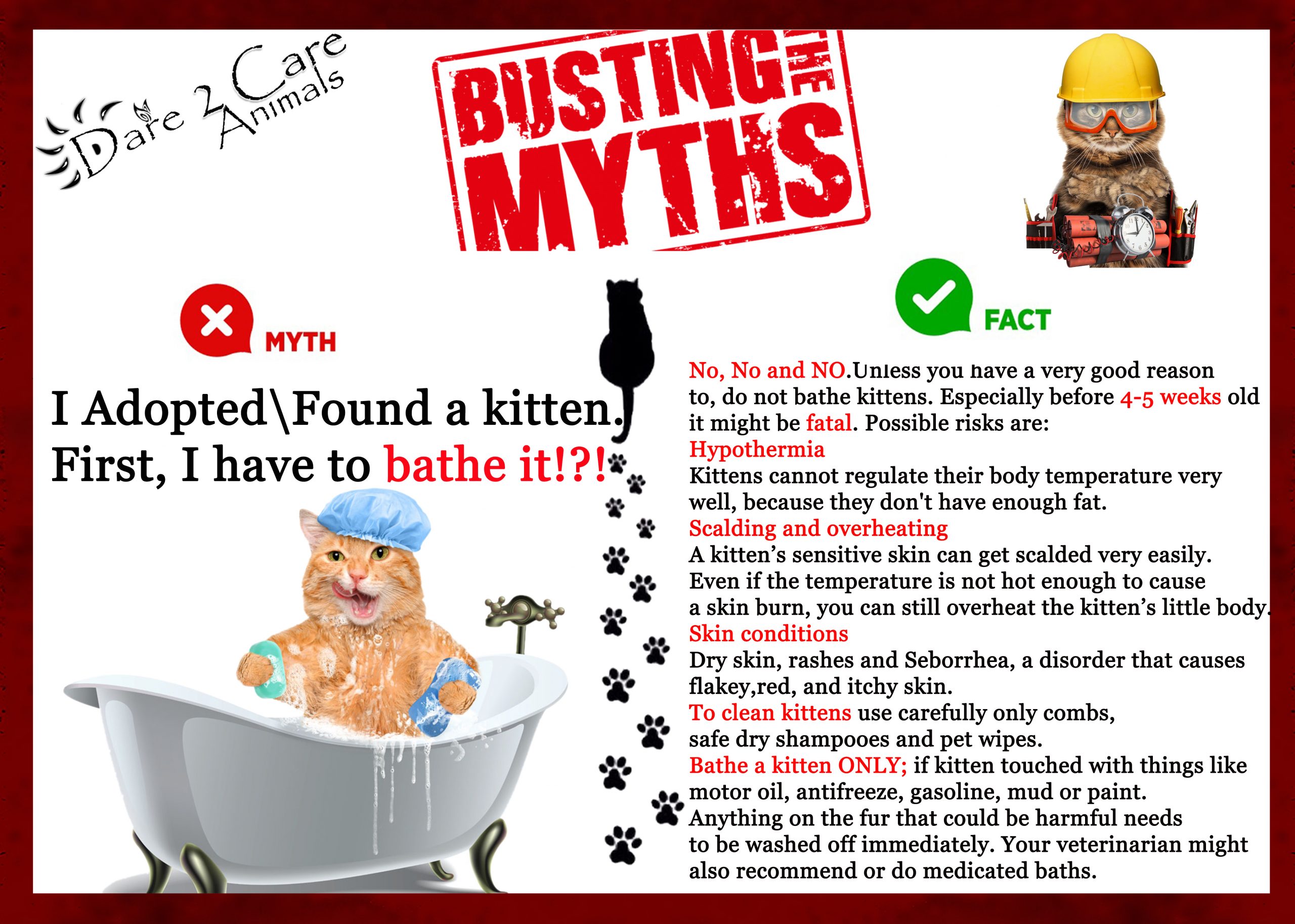 CAT Myth Buster Dare 2 Care Animals
