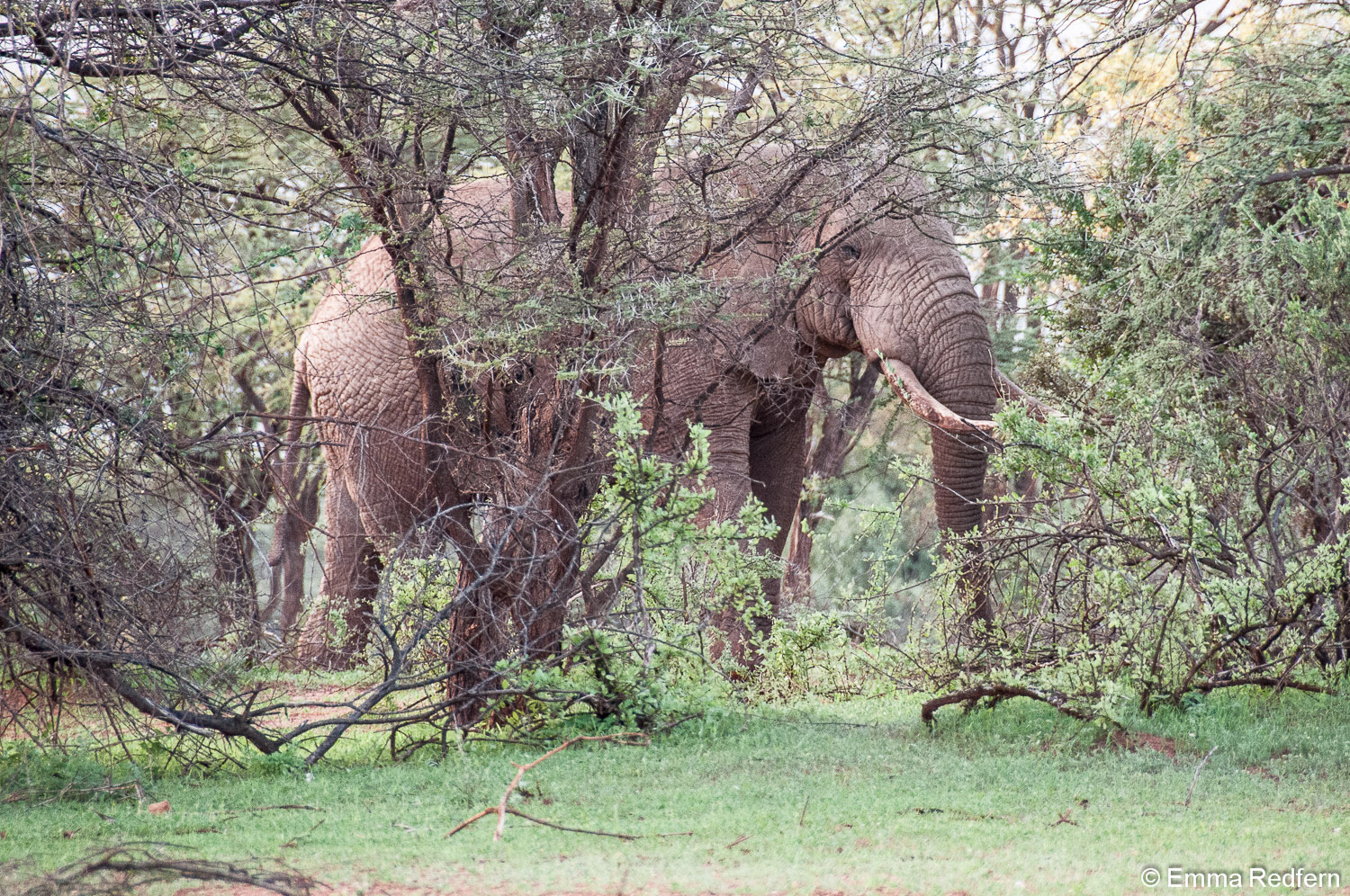 Can elephants do the high jump? DARE Development Assistance for