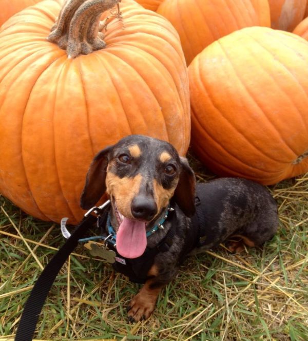 DARE to Rescue "Where Every Dog's a Wiener"