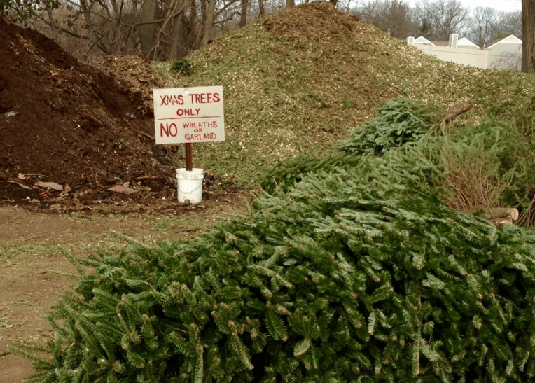 You Can Bring Your Christmas Tree to the Recycling Center DarieniteDarienite