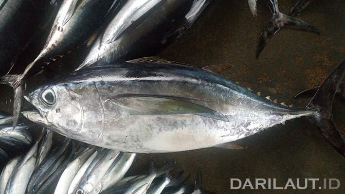 Manfaat Kulit Ikan Bagi Kesehatan Dari Laut
