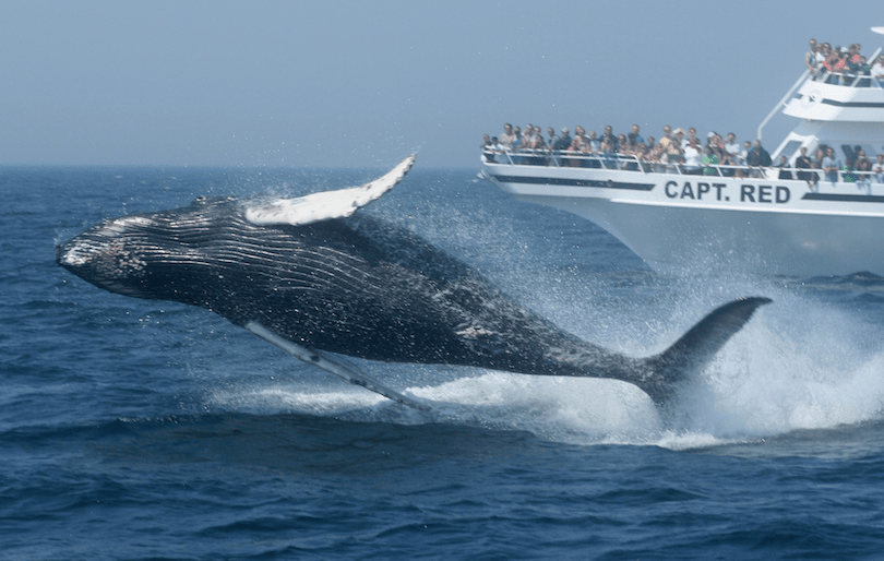 6 Best Places To Go For Whale Watching Cruises darkinthedark