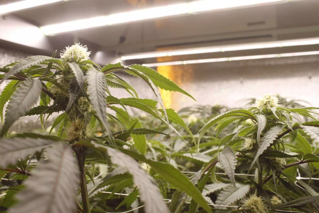 How to Use LED Grow Lights for Indoor Plants Darkless LED Lighting