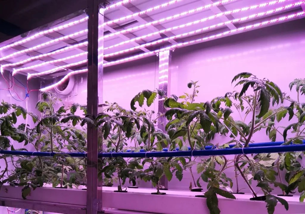 How To Use Grow Lights To Grow Blooming Plants