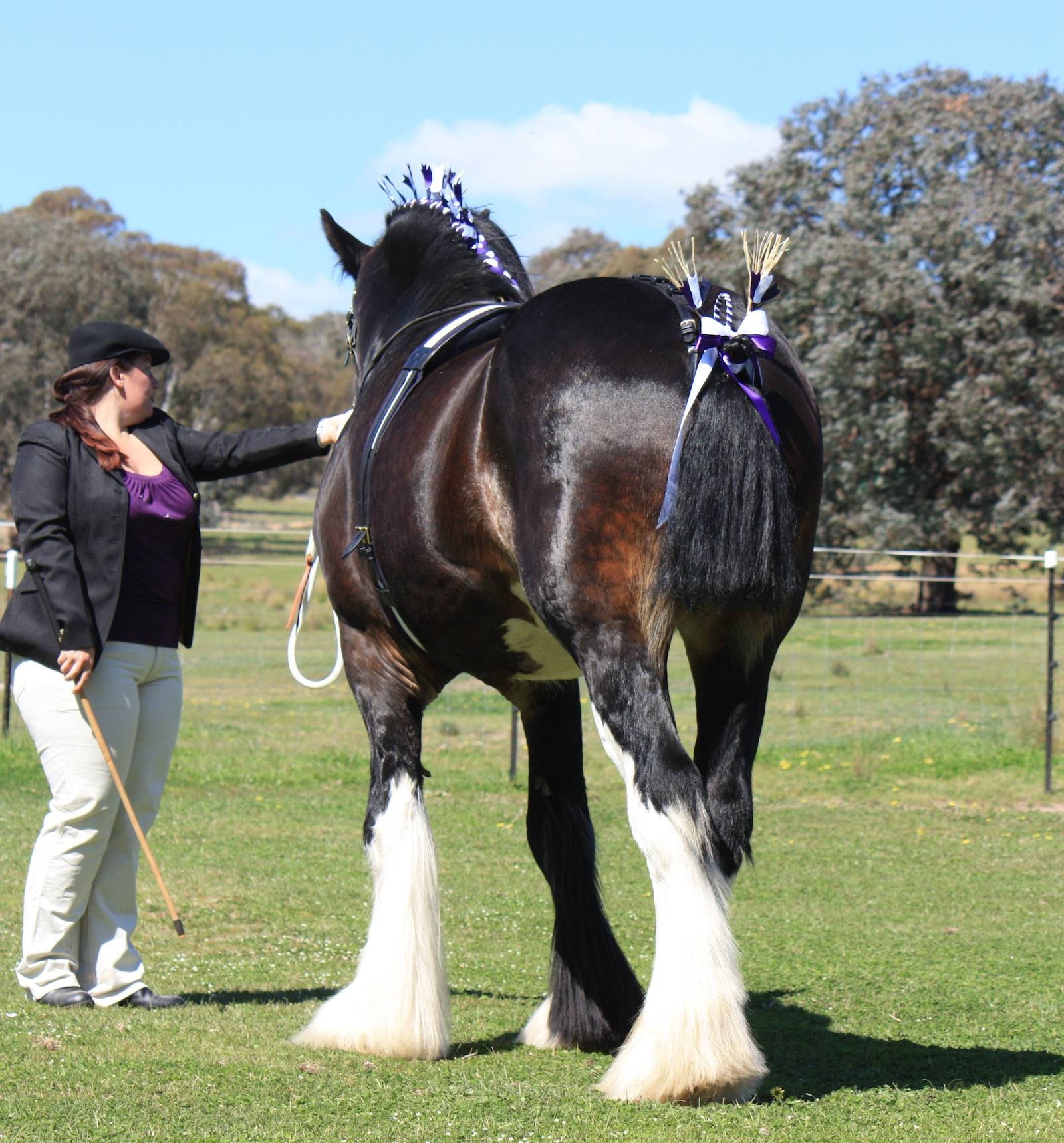 Darkmoor Shire Horse Stud Breeding With Our Shire Stallions Darkmoor Shire Horse Stud