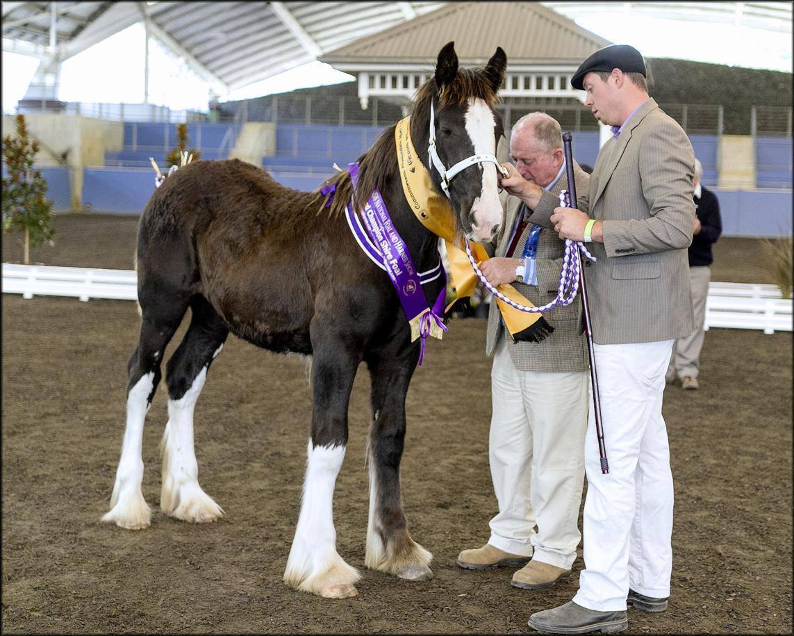 Darkmoor Shire Horse Stud Horses We've Bred Darkmoor Shire Horse Stud
