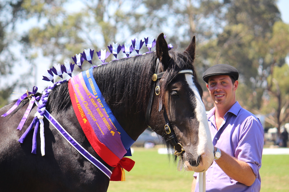 Darkmoor Shire Horse Stud Gelding PLaited Darkmoor Shire Horse Stud