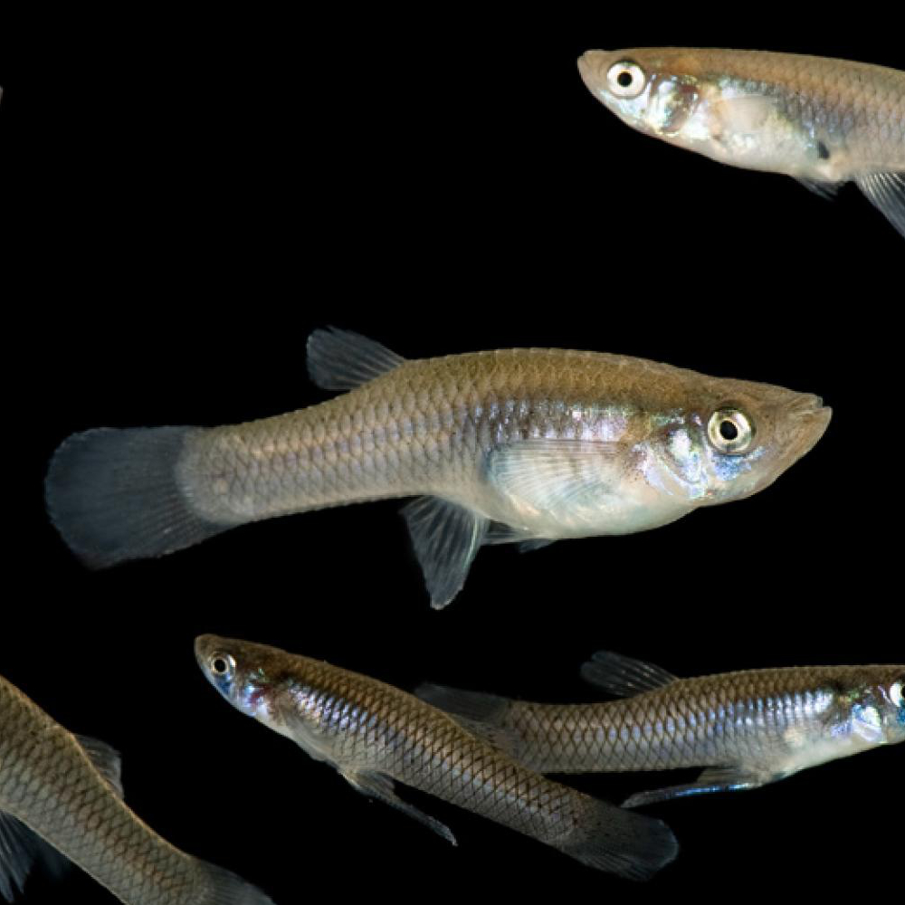 mosquito_fish Dark Nectar Coop