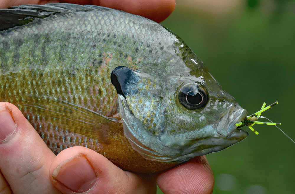Favorite Panfish Flies Top to Bottom Dark Skies Fly Fishing