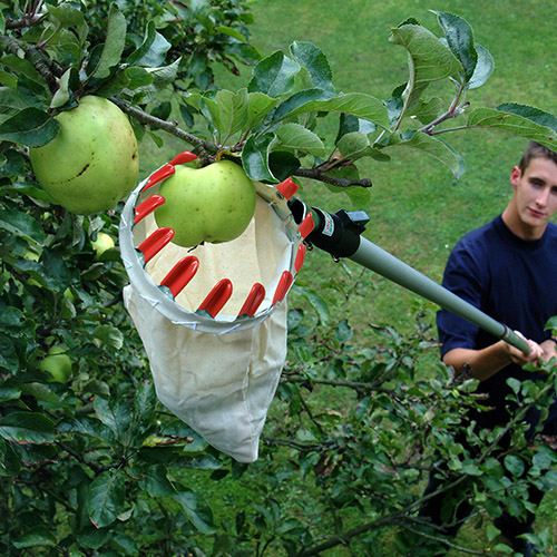 DP569 Fruit Picking Basket Darlac Ltd