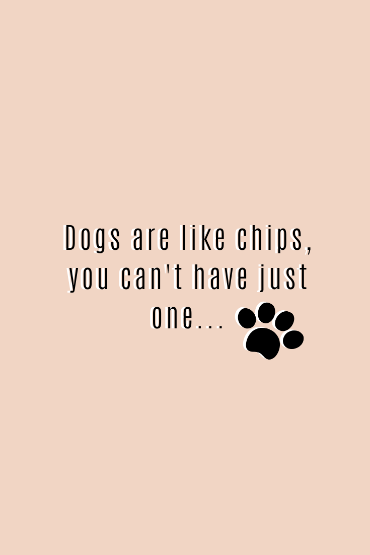Cute Dog Quotes Cause They are the Cutest Darling Quote