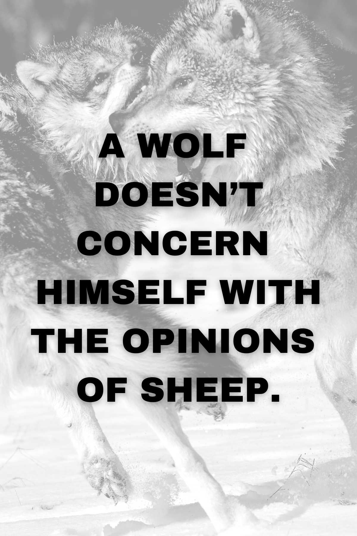 41+ Dangerously Strong Wolf Quotes Darling Quote