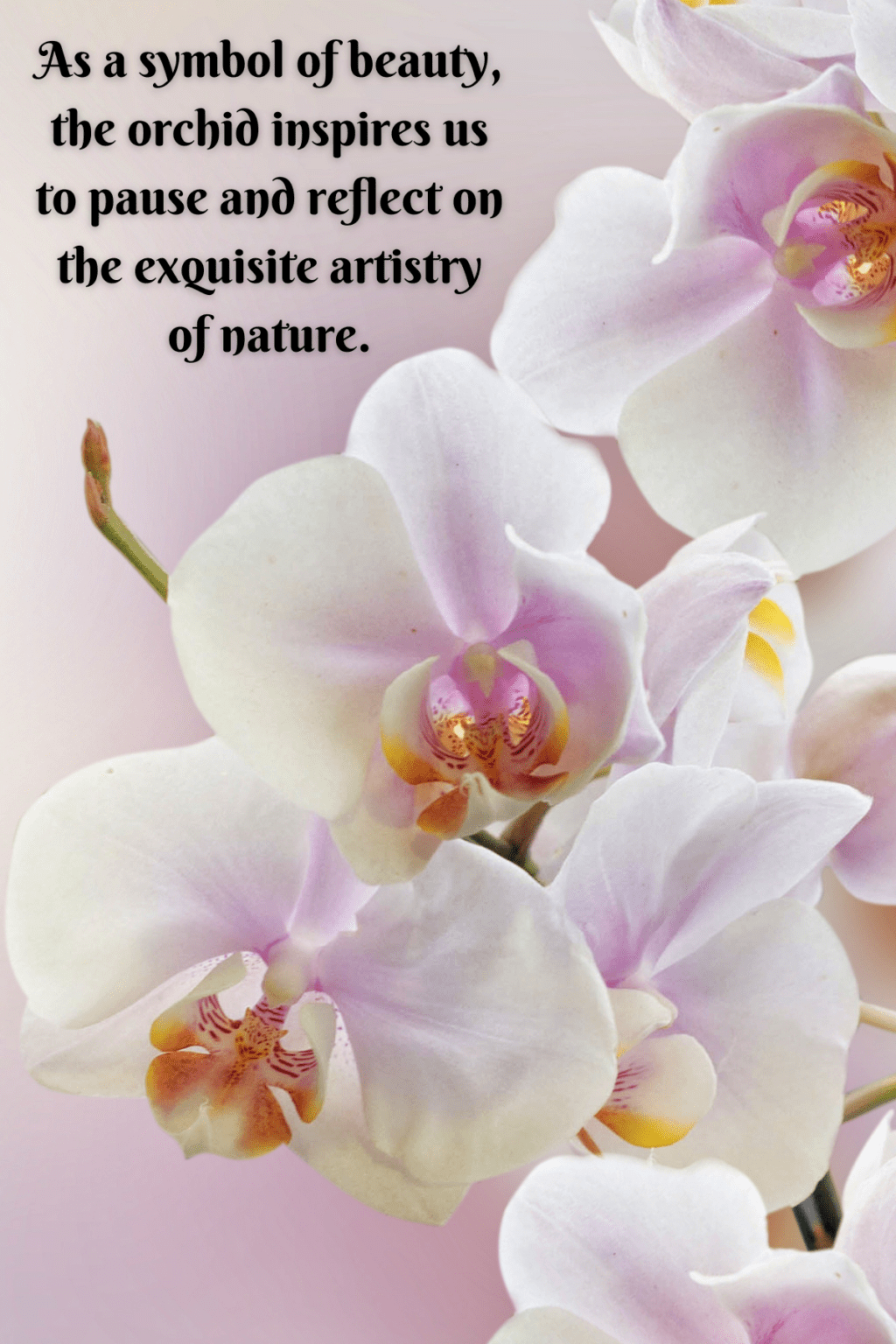 63 Unique Orchid Quotes To Help You Bloom Darling Quote