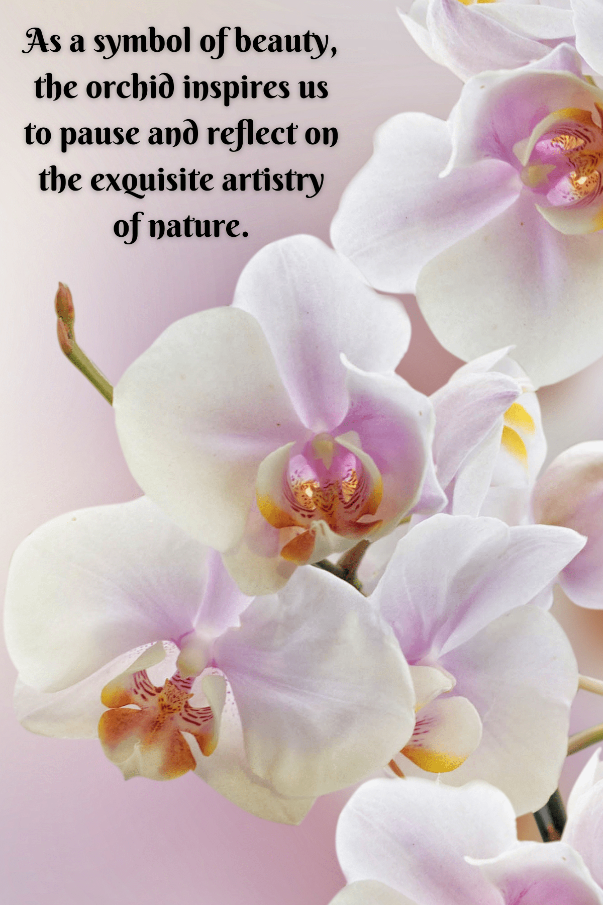 63 Unique Orchid Quotes To Help You Bloom Darling Quote