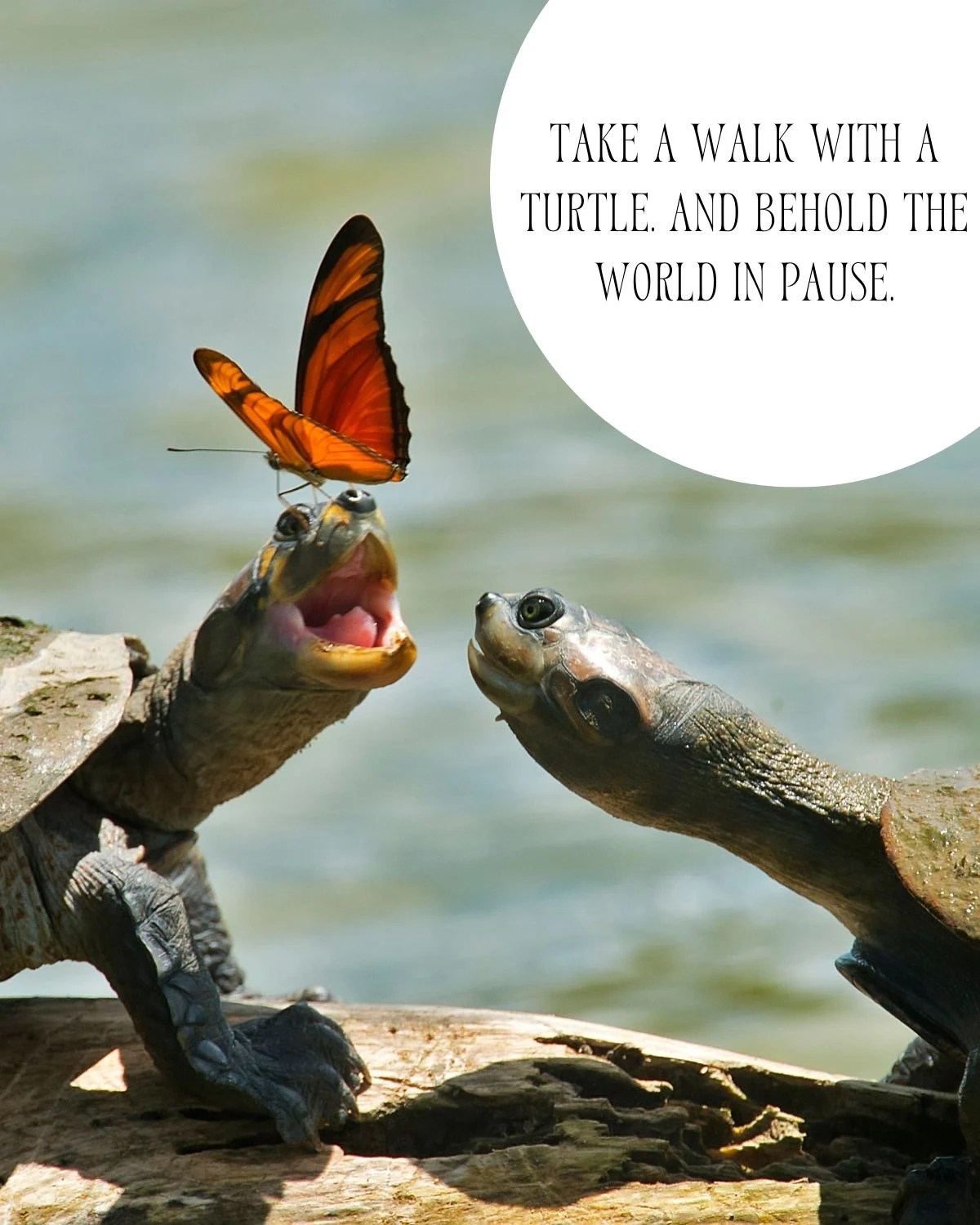 101+ Turtle Quotes For Sea & Land - Darling Quote