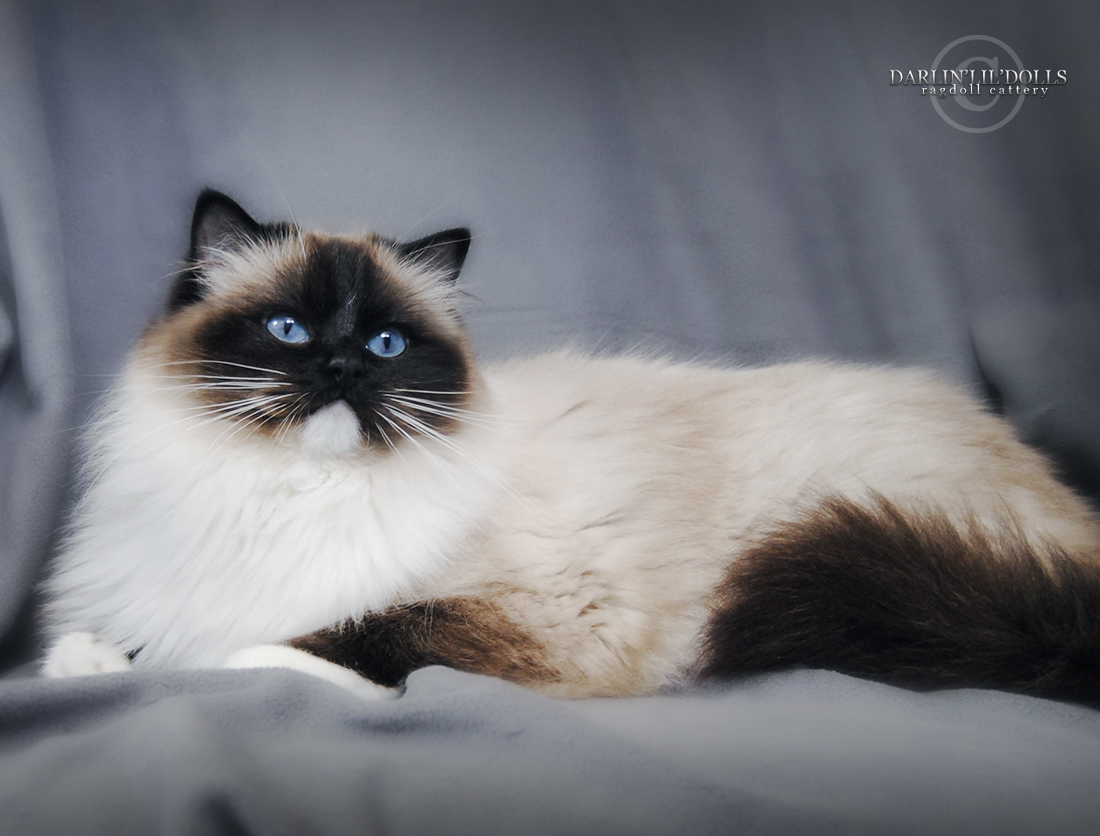 Learn The Truth About Birman Cat Breeders Ottawa In The