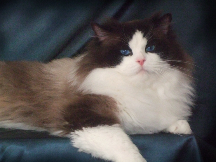 DARLIN'LIL'DOLLS. RAGDOLL KITTEN BREEDER. ONTARIO.