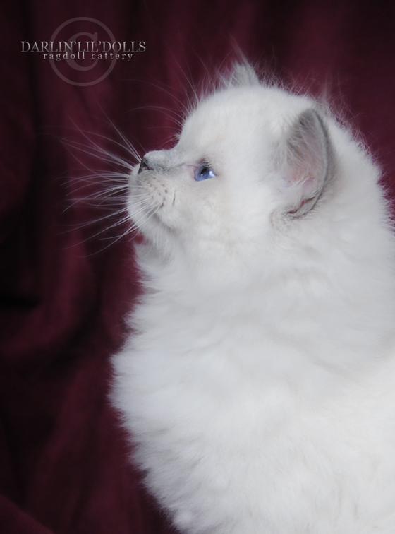 DARLIN'LIL'DOLLS. RAGDOLL KITTEN BREEDER. ONTARIO.