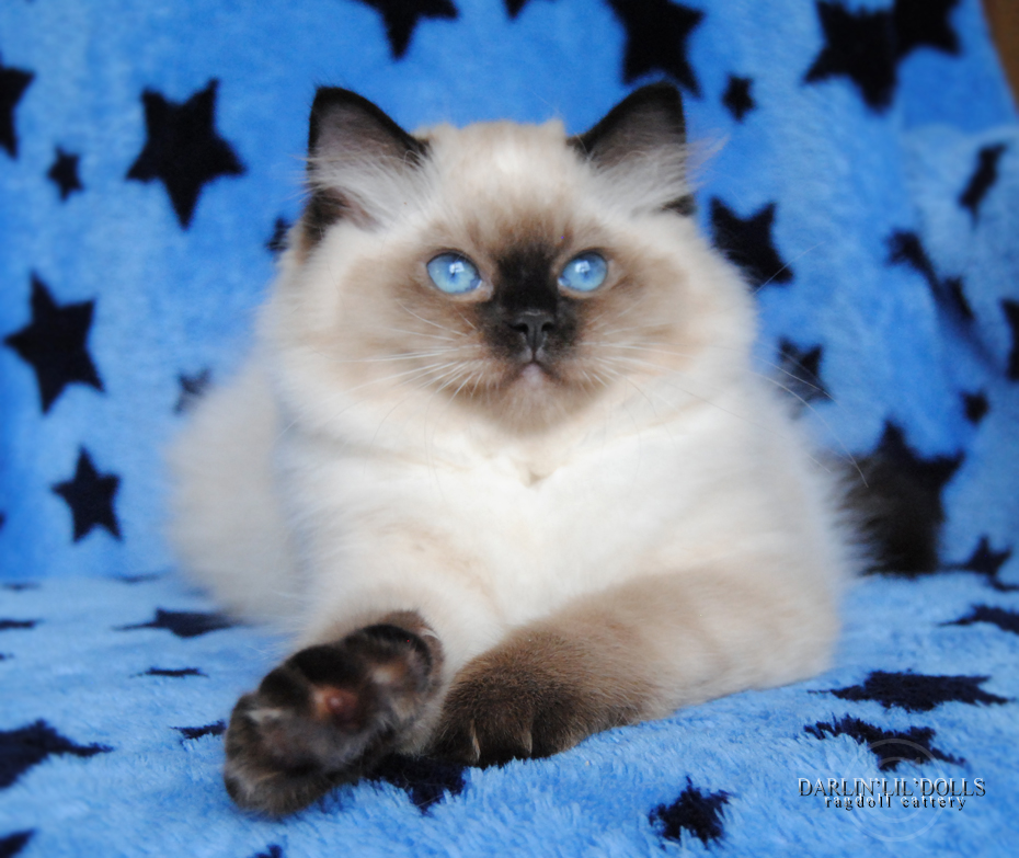 DARLIN'LIL'DOLLS. RAGDOLL KITTEN BREEDER. ONTARIO.