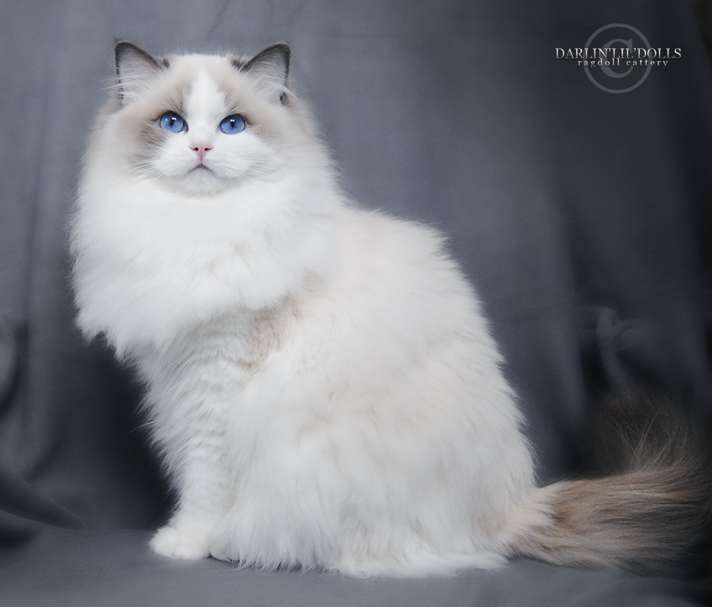 DARLIN'LIL'DOLLS. RAGDOLL KITTEN BREEDER. ONTARIO.