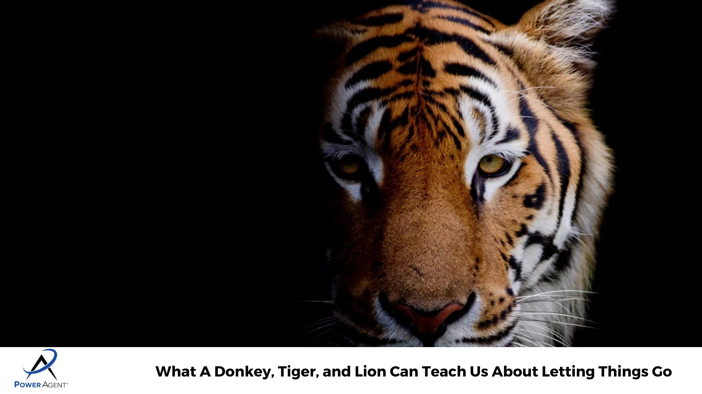 What A Donkey, Tiger, and Lion Can Teach Us About Letting Things Go