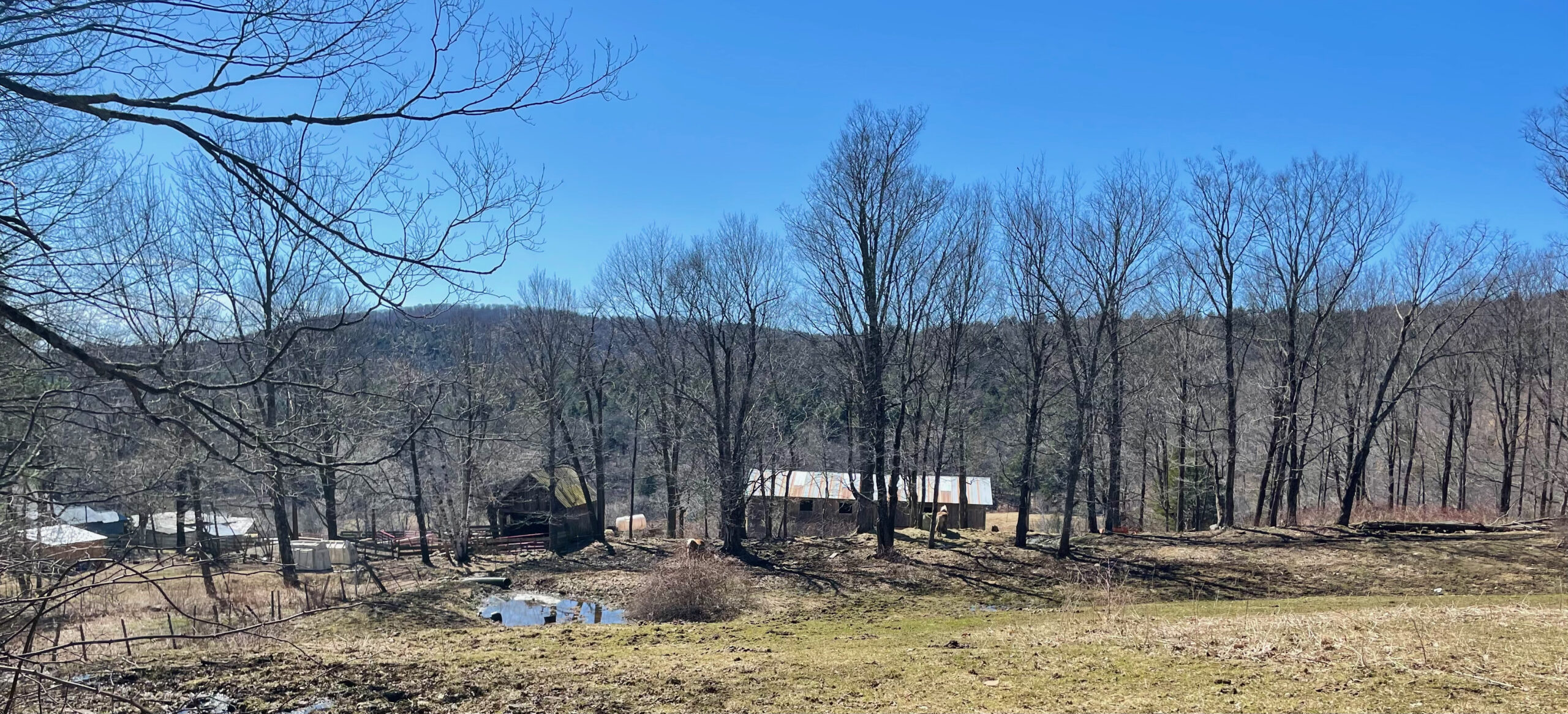 Review Reviews Sugarbush Farm The Dartmouth Review