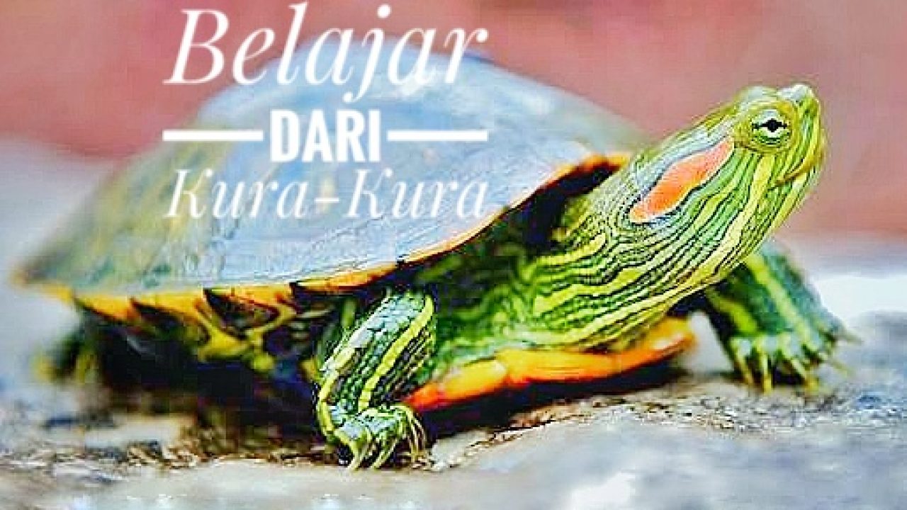 11 Filosofi Kehidupan Dari Kura-Kura Untuk Bekal Manusia Hidup Di Dunia