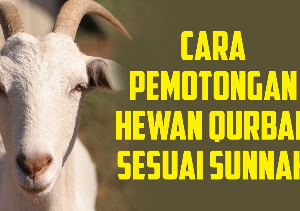 Tata Cara Pemotongan Hewan qurban