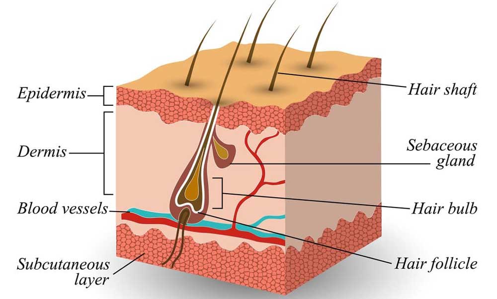 چرخه رشد مو چه مراحلی دارد؟ فاز آناژن، تلوژن، کاتاژن