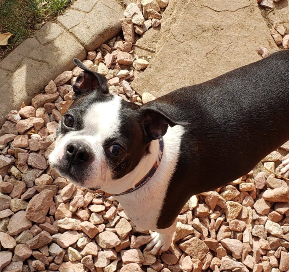 Services Daryana’s Backyard