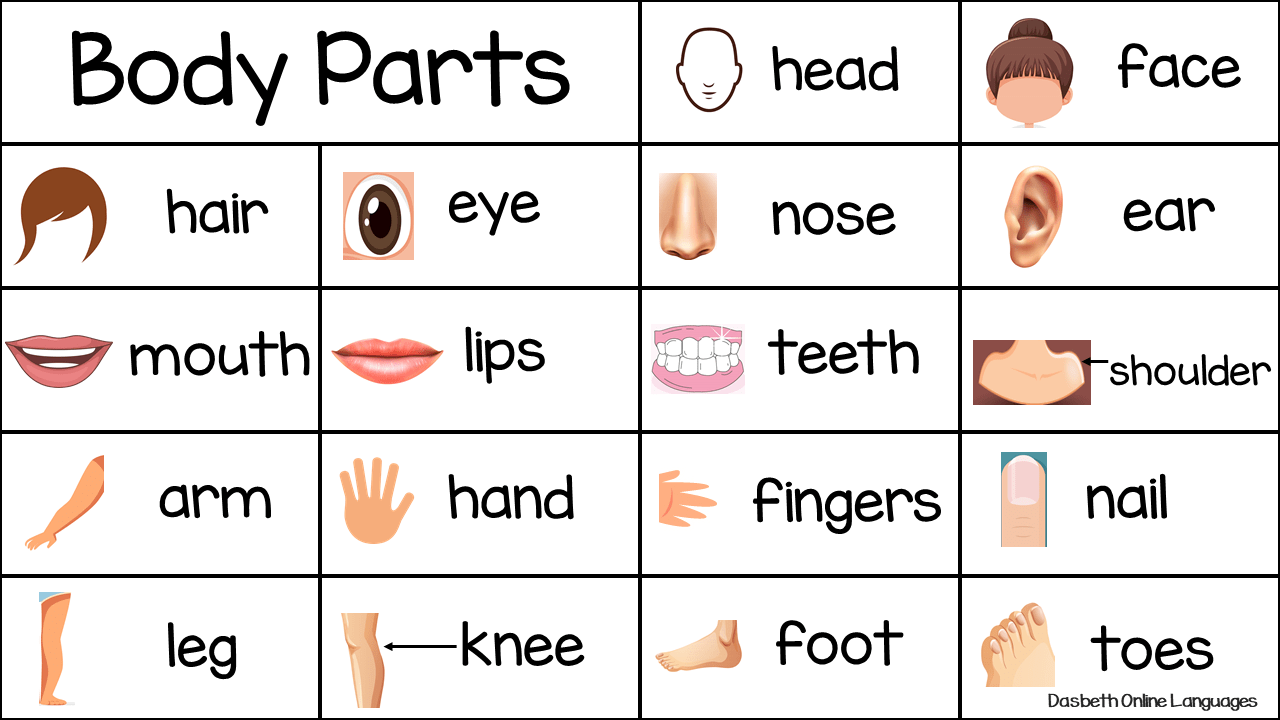 Basic Vocabulary about Body Parts in English for Preschool and 1st