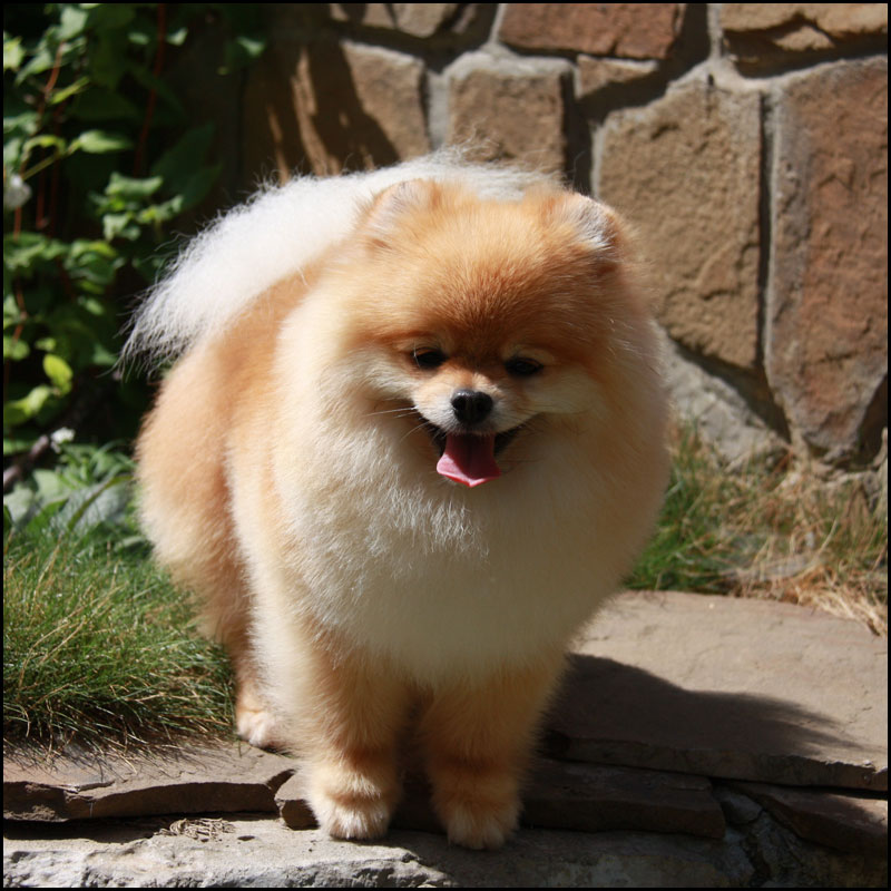 Померанский шпиц (Pomeranian)