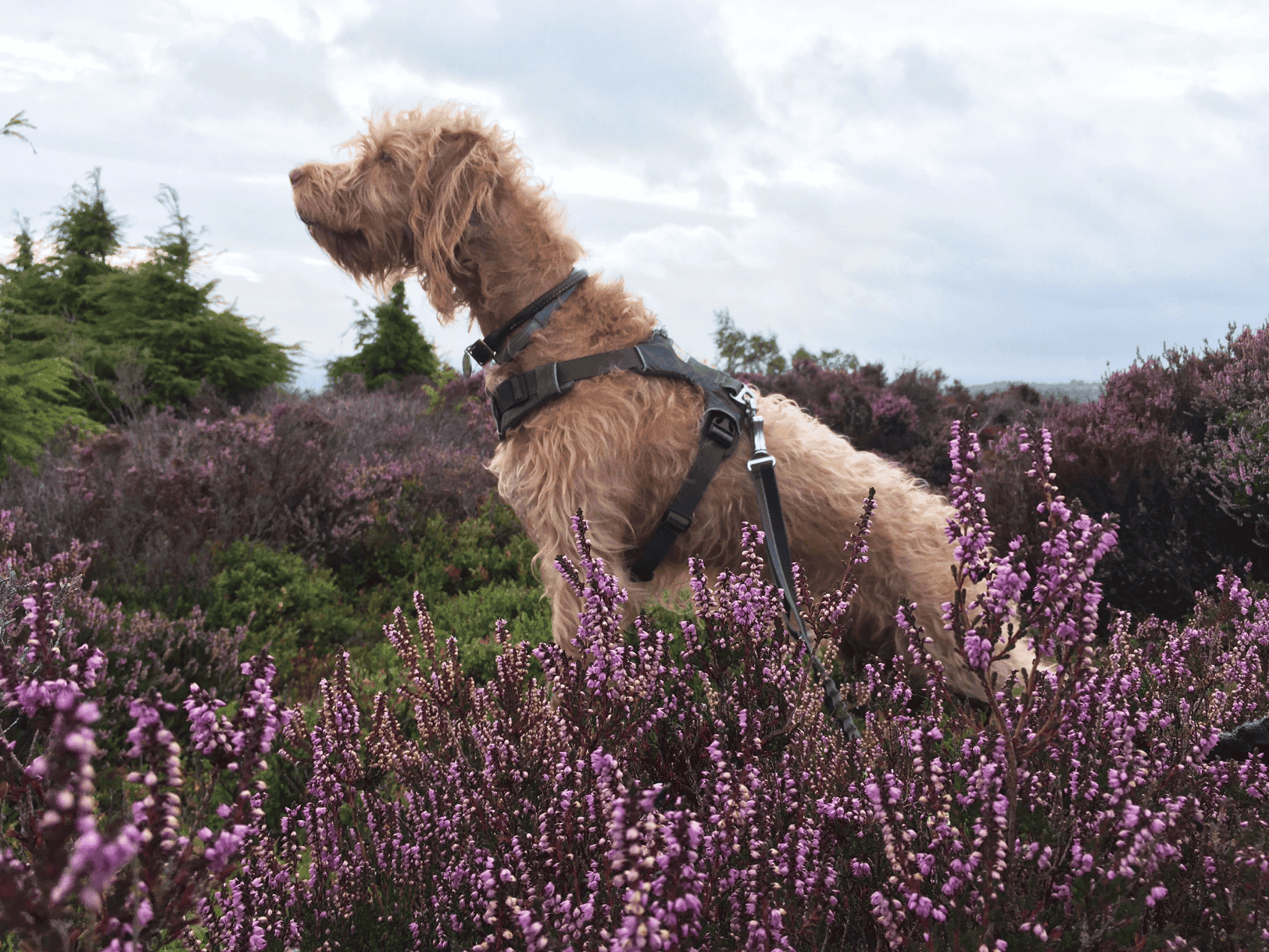 Addison’s Disease in Dogs Causes, Symptoms, Treatment