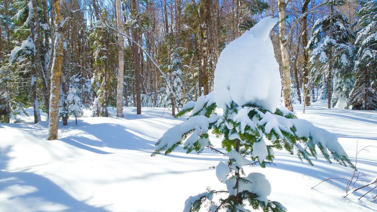 7 Cozy Nova Scotia Winter Getaways Dashboard Living